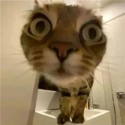 丑猫爆笑嘲讽表情包 好笑又好用的特色表情2024新版合集