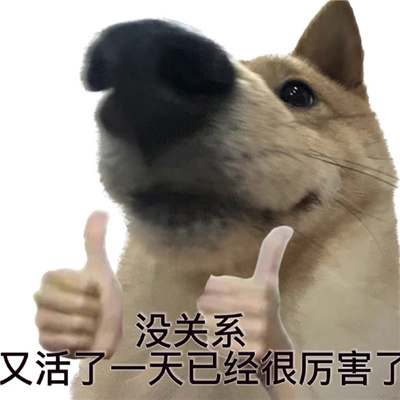 2024发疯小狗表情新版抓狂 沙雕特色表情合集很有感觉