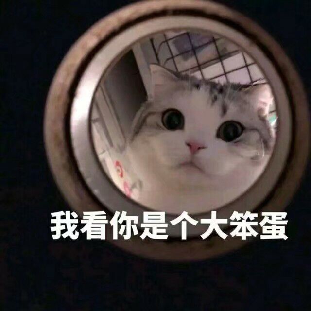 我看你是个大笨蛋