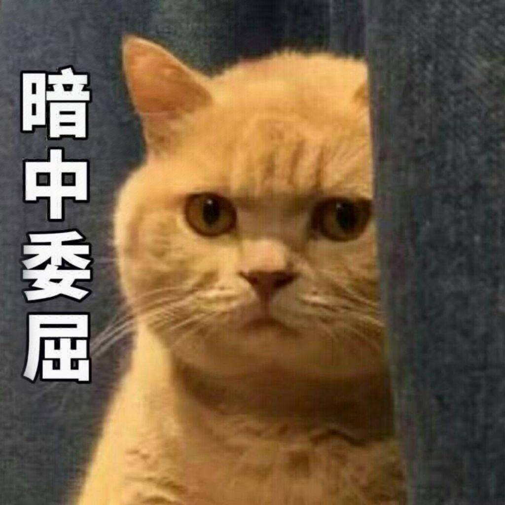 暗中委屈（小黄猫）