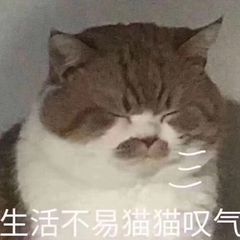 生活不易猫猫叹气