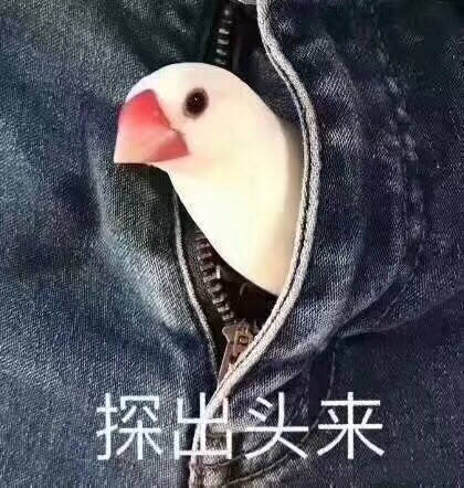 探出头来