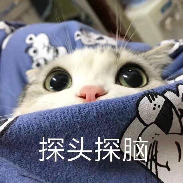 探头探脑