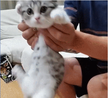 吸口猫，未来的日子会有猫的