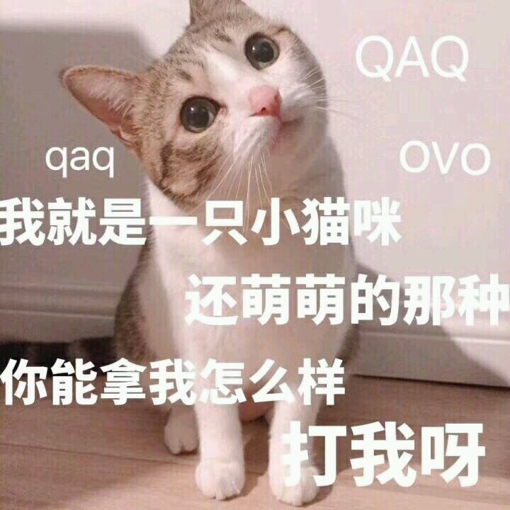 我就是一只小猫咪 还萌萌的那种 你能拿我怎么样 打我呀[喵喵]